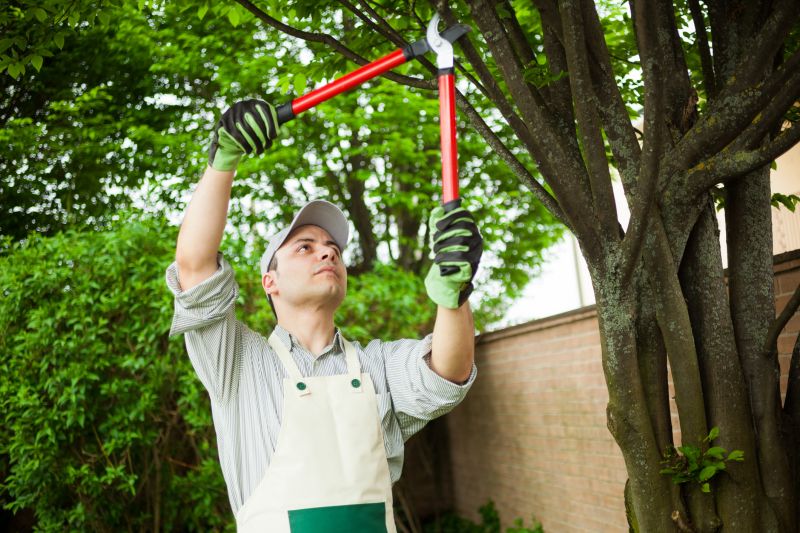 Arborist Spraying in Reno, NV