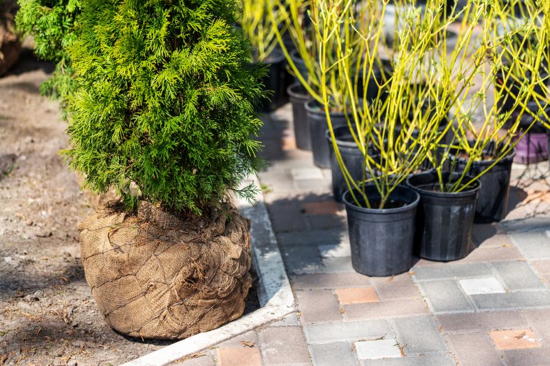 Bush Replacement in Ventura County, CA