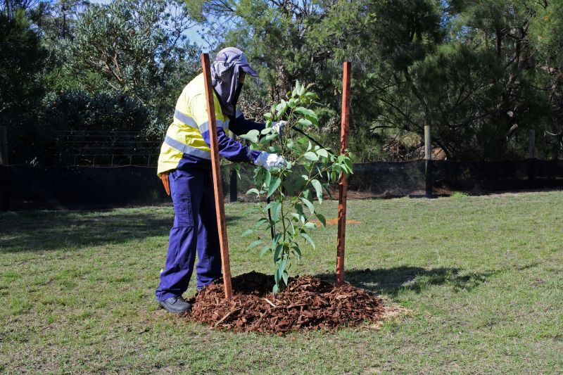 Dogwood Tree Planting in Honolulu, HI