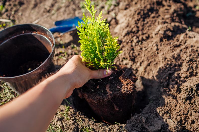 Fruit Tree Planting in Ventura County, CA