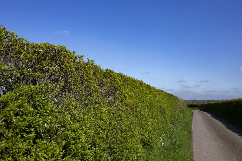 Privacy Hedge Planting in Honolulu, HI