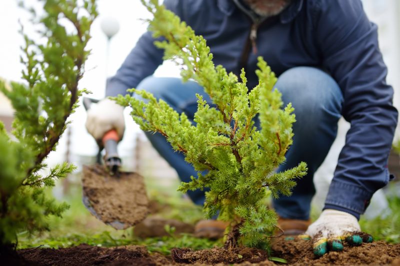 Shrub Replacement in Honolulu, HI