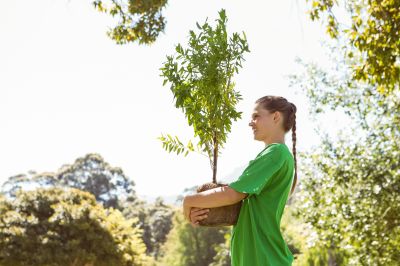 Tree Planting Service in Ventura County, CA