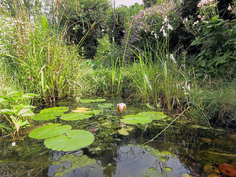 Serene Pond with Water Lilies